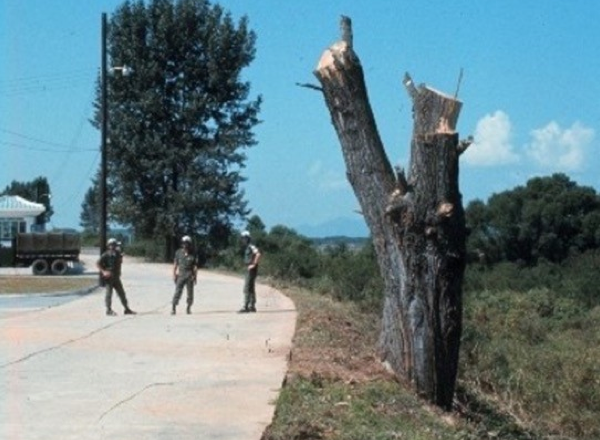 The chopped tree by Operation Paul Bunyan